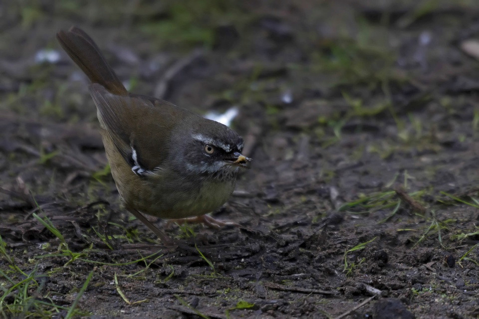 White-browed Scrubwren (Sericornis frontalis)